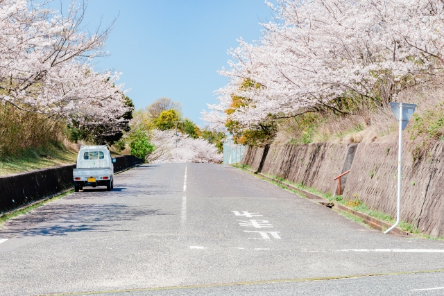 道路の両脇に桜が咲いて桜並木になっている様子