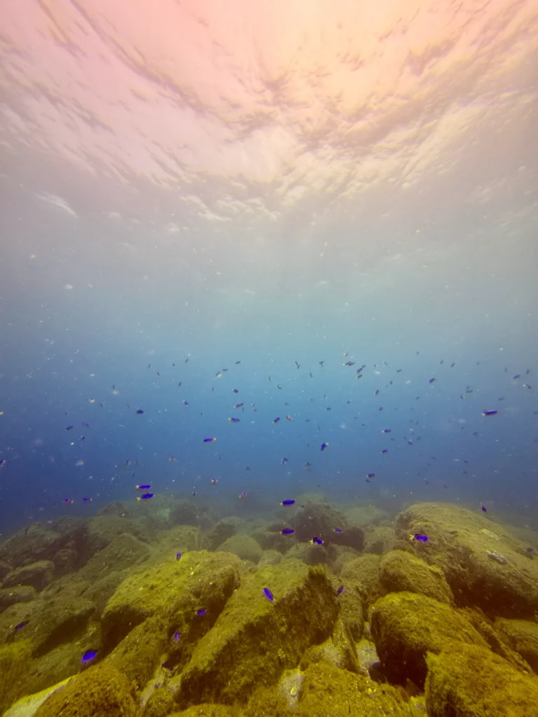 ダイビングで潜った海魚がいっぱい泳いでいる様子